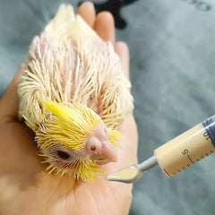 4Pcs-Bird Feeding Syringe, for Young Birds, Bird Feeding Aid Tool, Artificial Bird Feeder